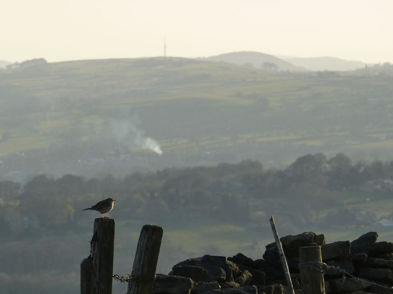 Meadow Pipit